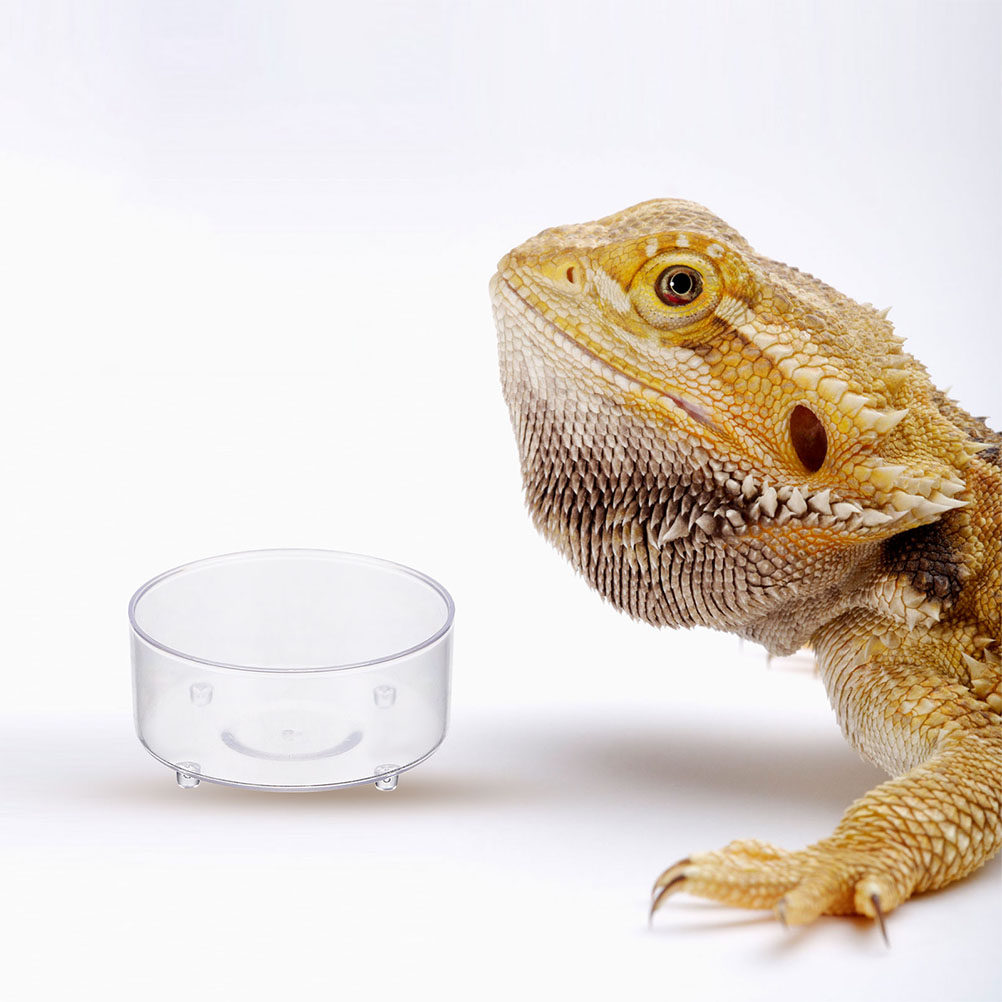 10Pcs Acrylic Reptile Food Dis - Water Dish Reptile ulasan dan harga
